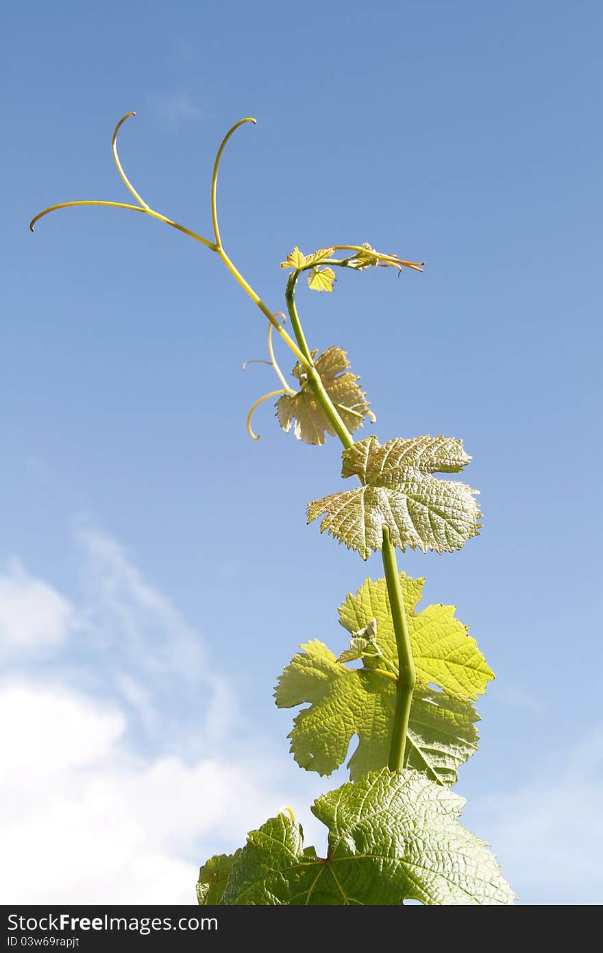 Grapevine Against Blue Summer Sky