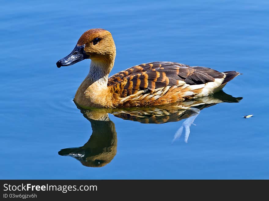 Wild duck in the lake, reflections on symmetry