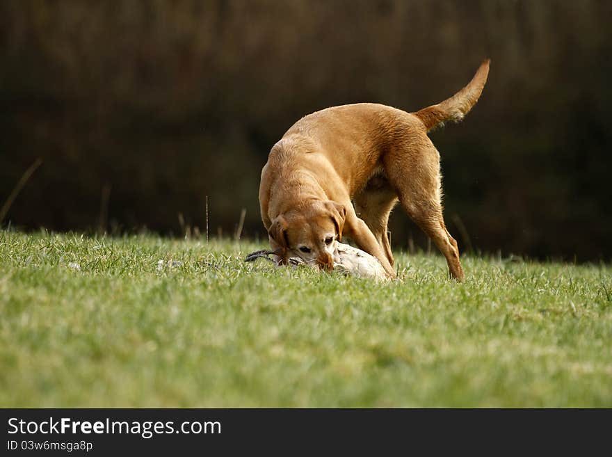 Working gun dog picking up a pheasant during the game season. Working gun dog picking up a pheasant during the game season.