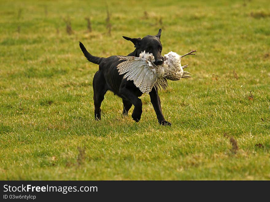 Gun dog retrieving a pheasant to his master. Gun dog retrieving a pheasant to his master.