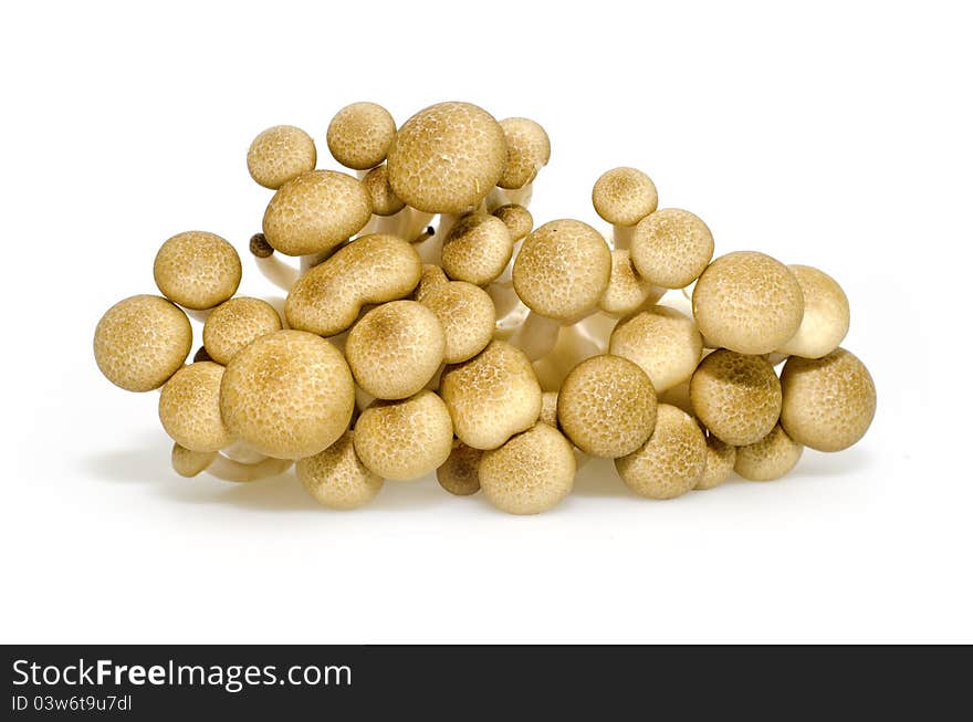 Brown beech mushrooms (Hypsizygus marmoreus) on White Background