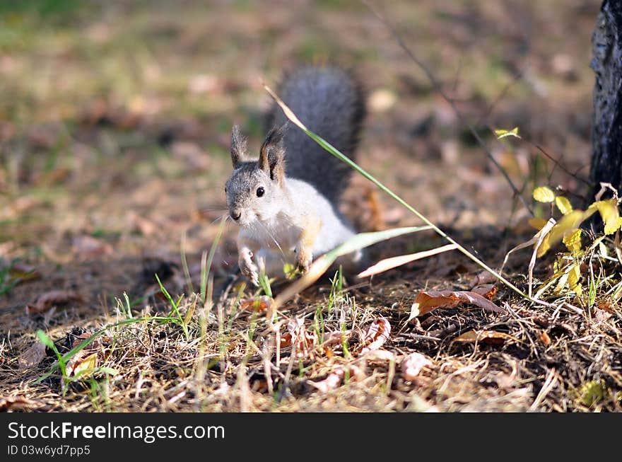 Squirrel sits on the grass