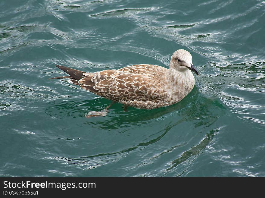 Seagull Swimming