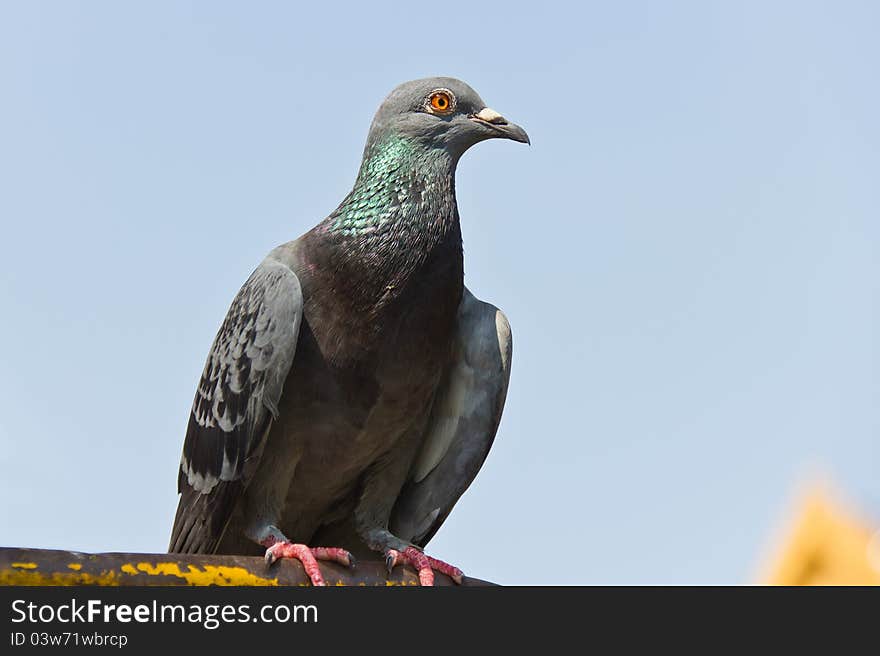 A grey pigeon