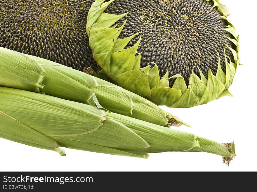 Ripe sunflowers and corn isolated on a white background. Ripe sunflowers and corn isolated on a white background.