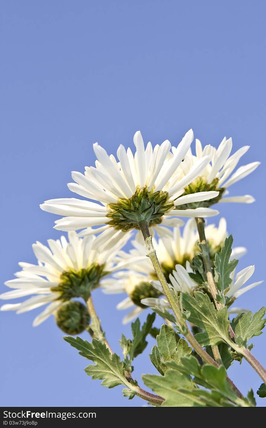 White flowers on the background of blue sky, taken from the bottom point. White flowers on the background of blue sky, taken from the bottom point.