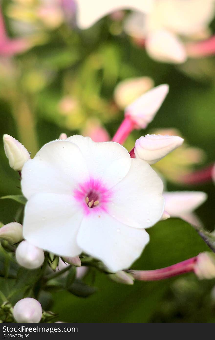 Phloxes blossoming in a summer garden. Phloxes blossoming in a summer garden.