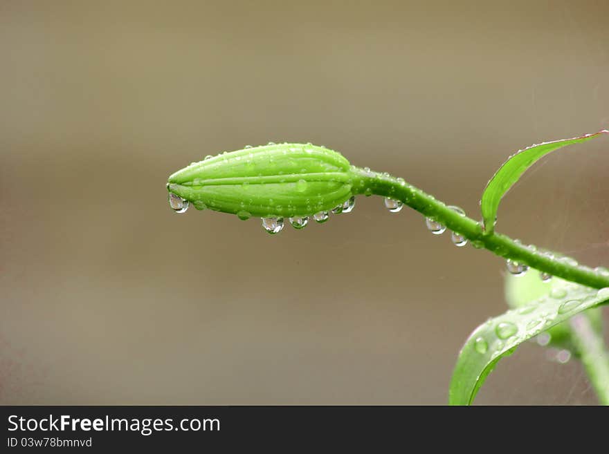 Drops. A summer garden.