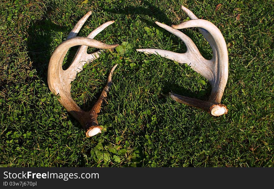 Whitetail Deer Sheds