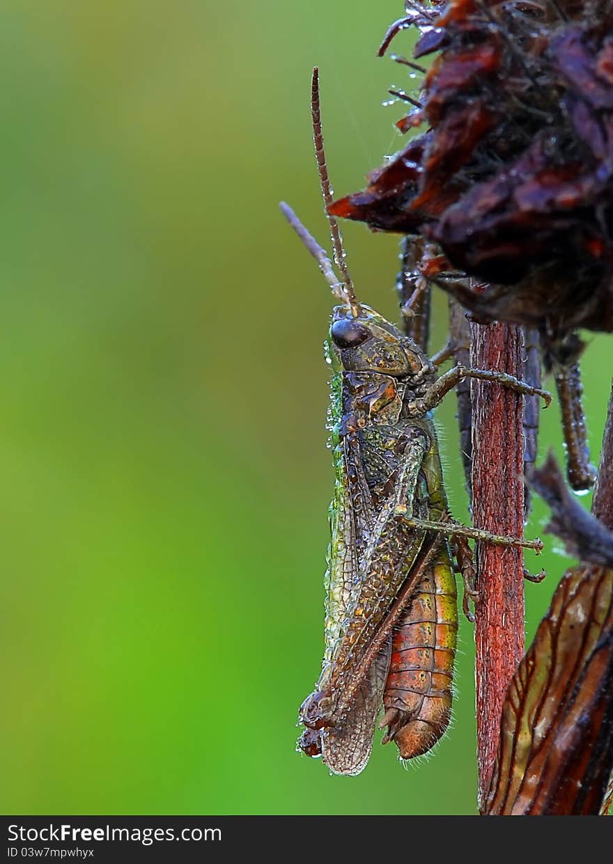 Slant-faced grasshopper early in the morning. Slant-faced grasshopper early in the morning.