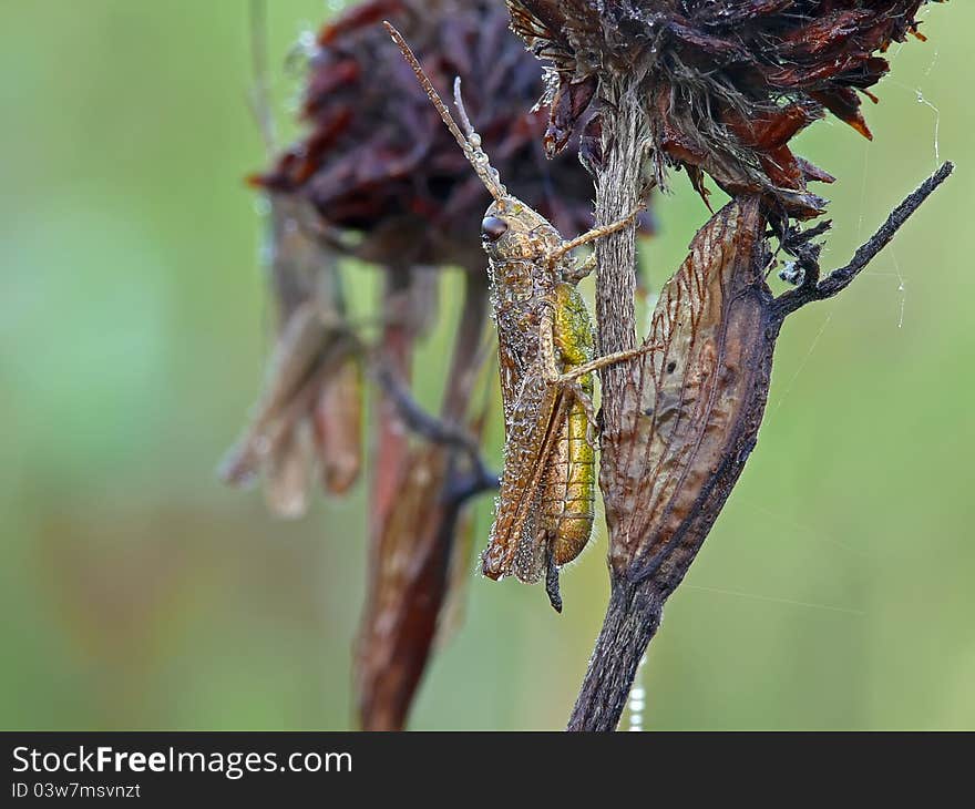 Slant-faced grasshoppers early in the morning. Slant-faced grasshoppers early in the morning.