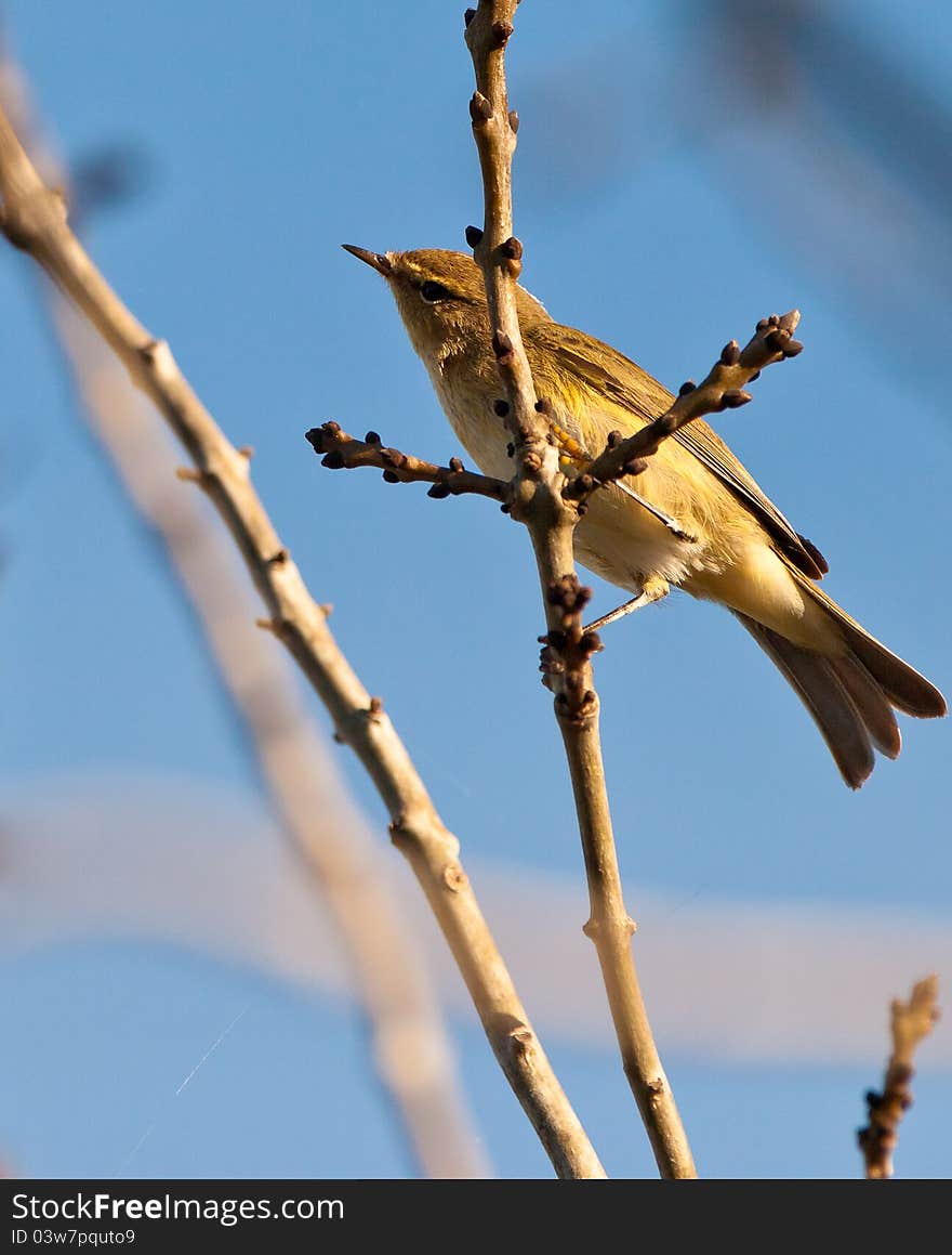 A curious Chiffchaff