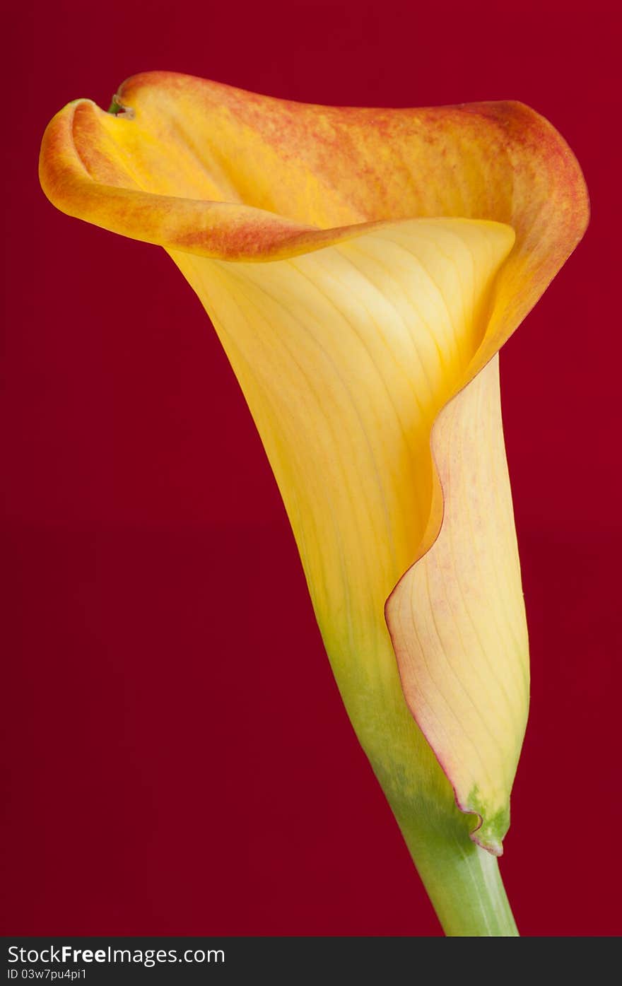 Beautiful yellow calla in the burgundy background. Beautiful yellow calla in the burgundy background.