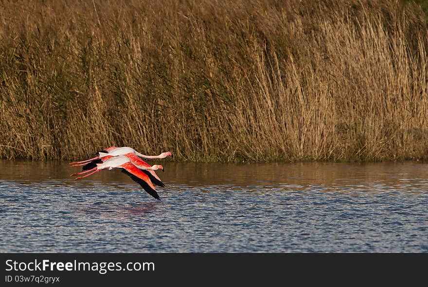 Two Greater Flamingos in flight