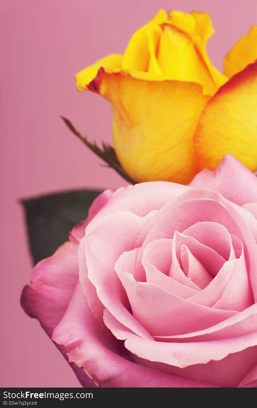 Two roses bouquet on a pink background with leaves. Two roses bouquet on a pink background with leaves.