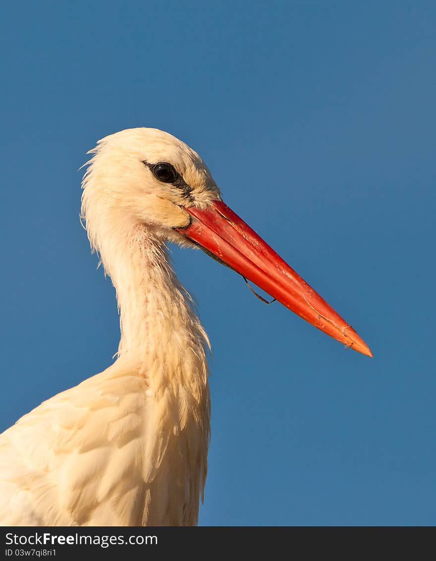 Portrait of a White Stork