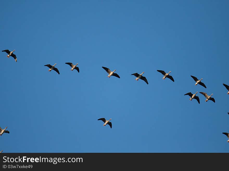 Flying Geese