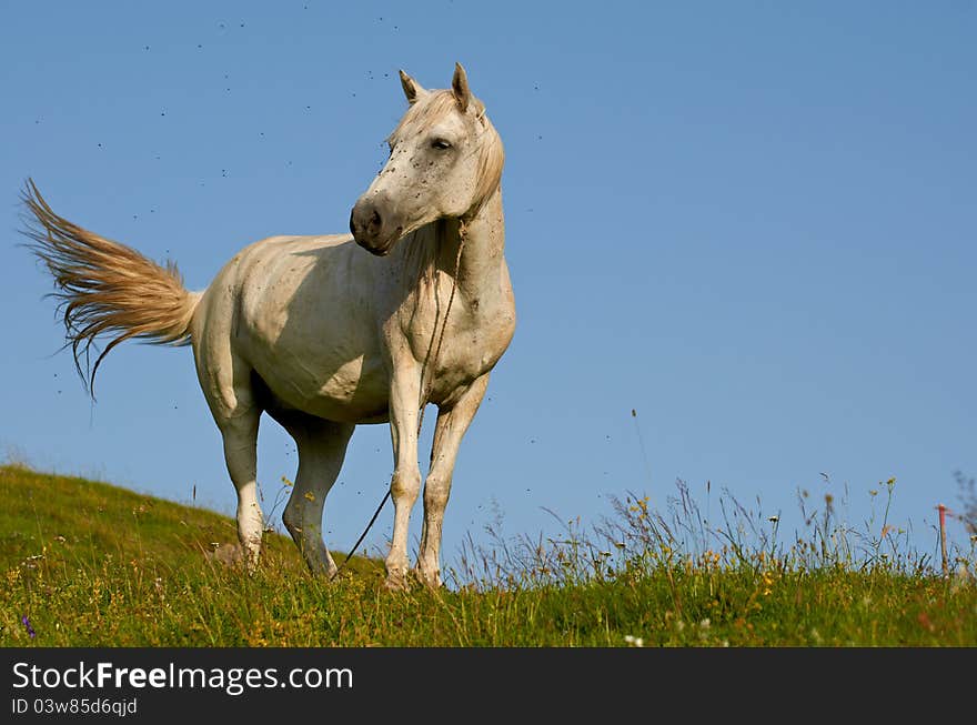 White horse standing on a hill with a flock of flies around its head. White horse standing on a hill with a flock of flies around its head