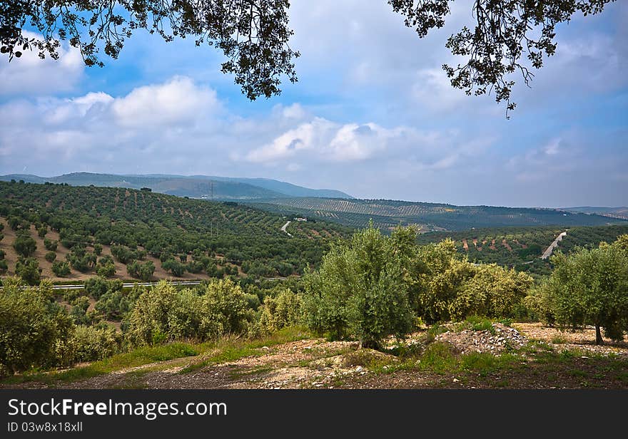 Magnificent panorama of surrounding olive groves by Villanueva De Algaidas, Andalusia, Spain. Magnificent panorama of surrounding olive groves by Villanueva De Algaidas, Andalusia, Spain