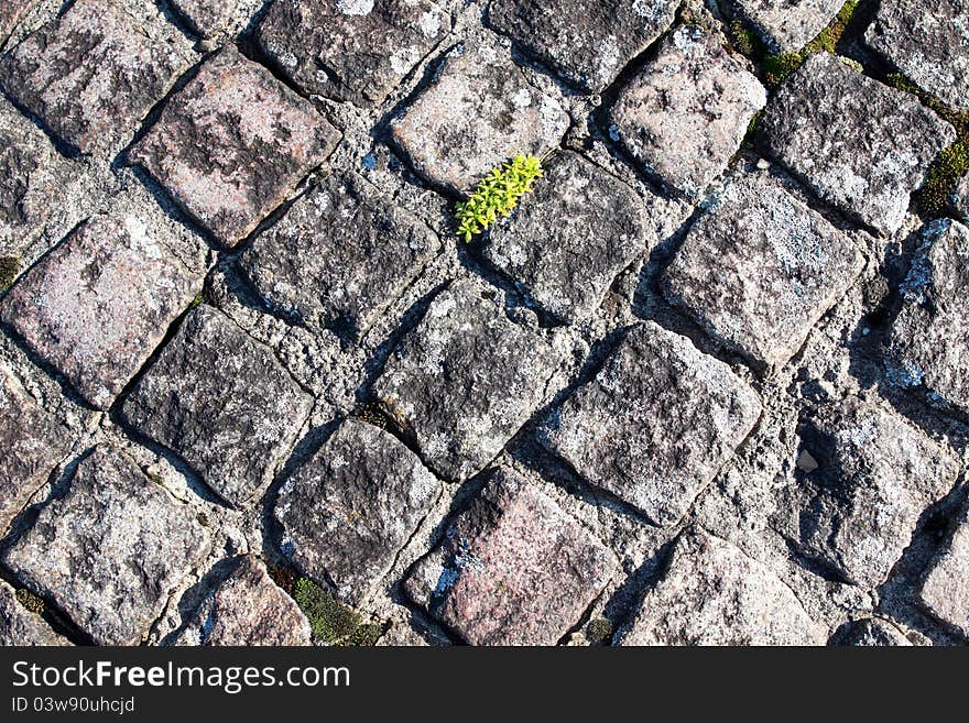 Texture of paving