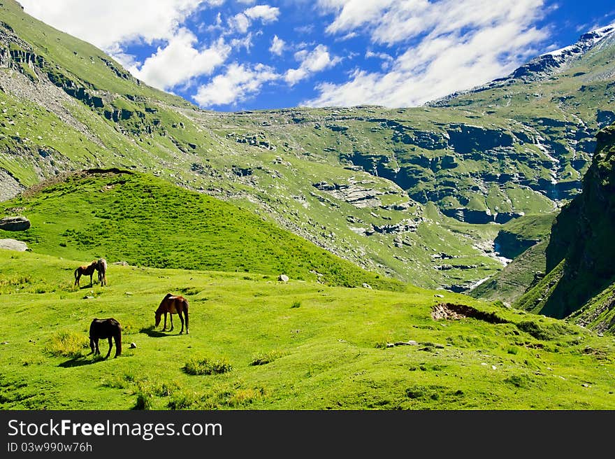 Wild horses on meadow in Himalaya mountains. Wild horses on meadow in Himalaya mountains