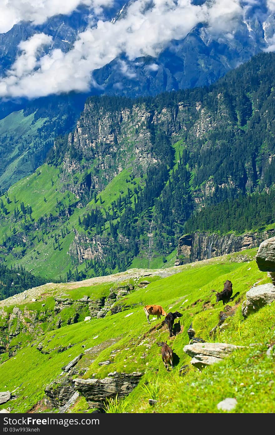 Himalaya mountains landscape with wild cows on meadow