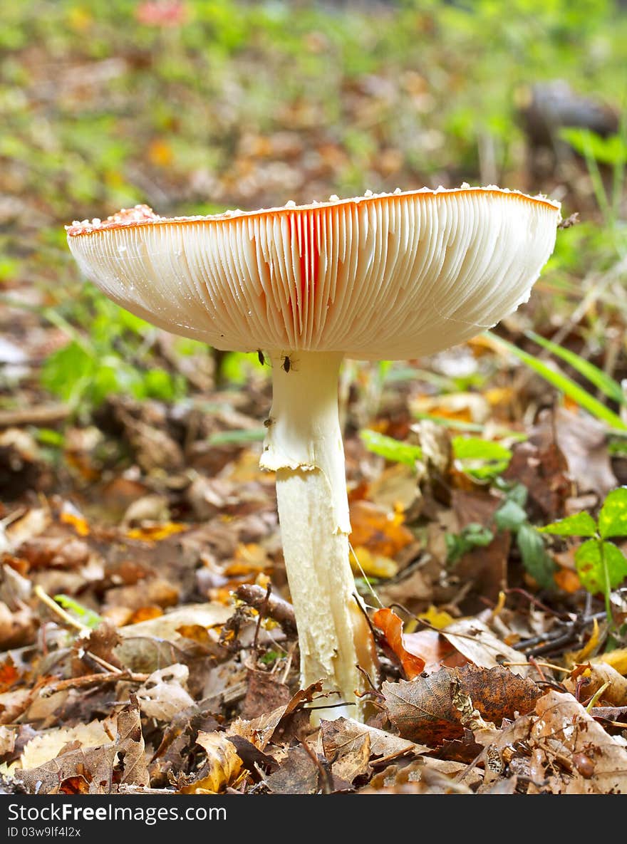 Side view of fly agaric showing gills