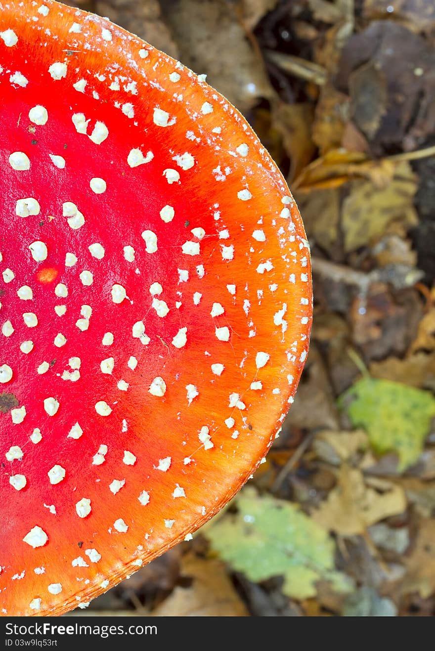 Fly agaric cap