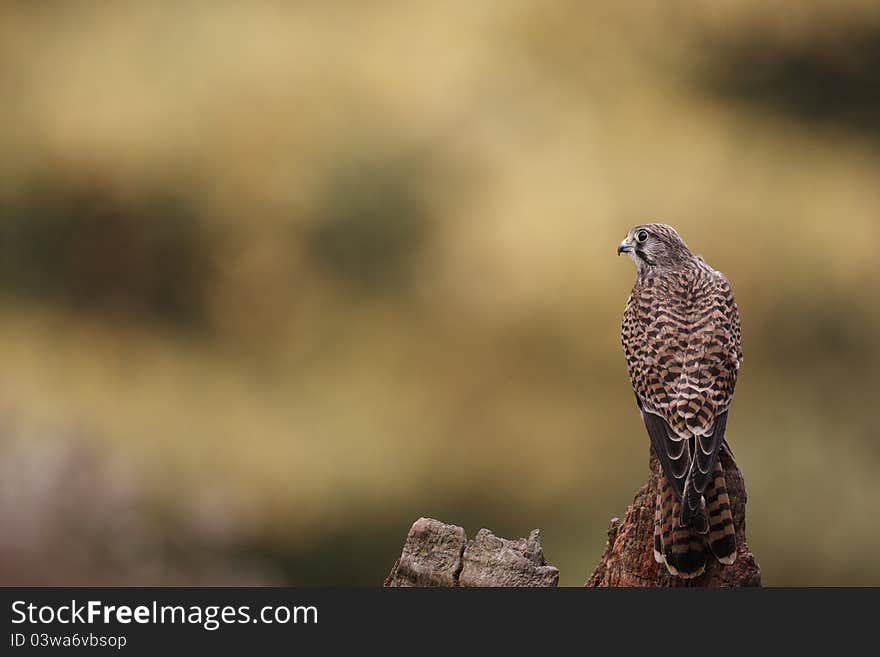 A captive female Kestrel,Falco tinnunculus,perched on a tree stump