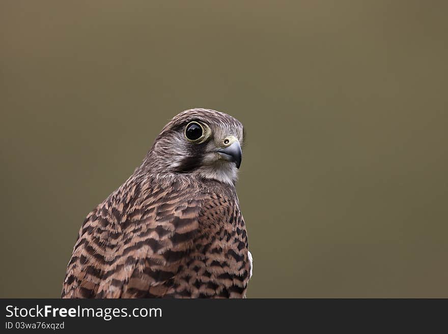 A close-up of a captive female Kestrel,Falco tinnunculus with a green background.