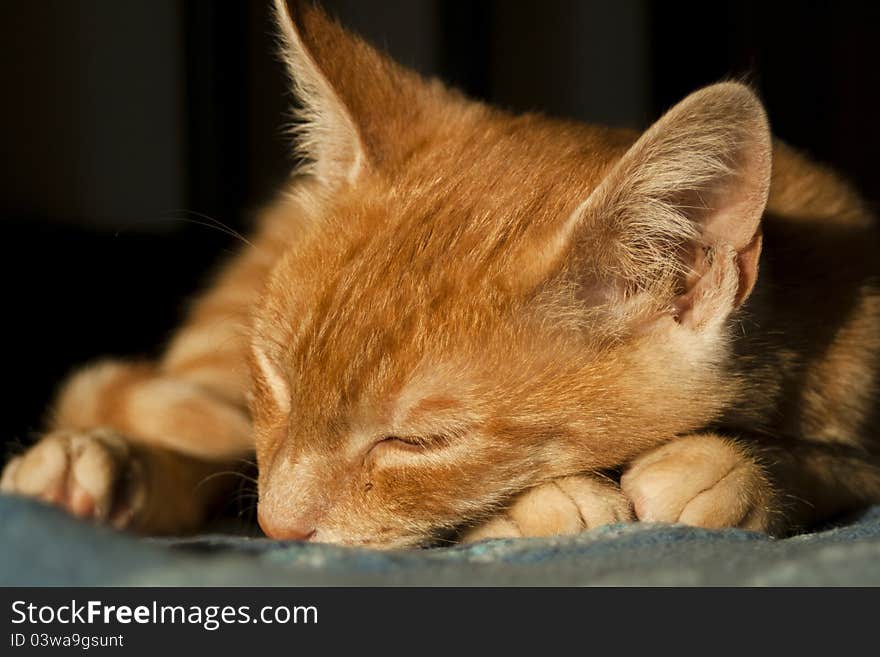 Cute kitten sleeping on bed