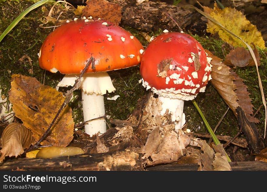 Fly agarics