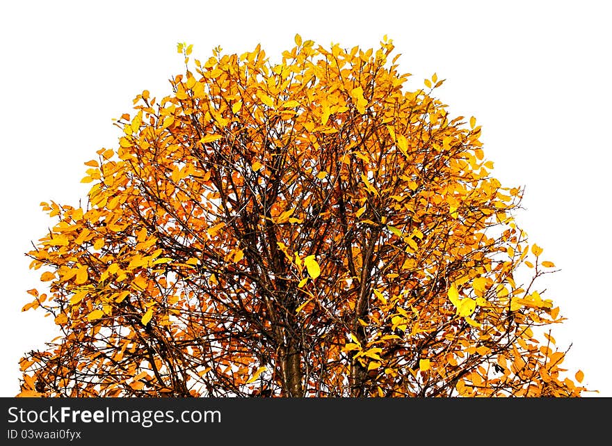 Colorful Autumn Treetop