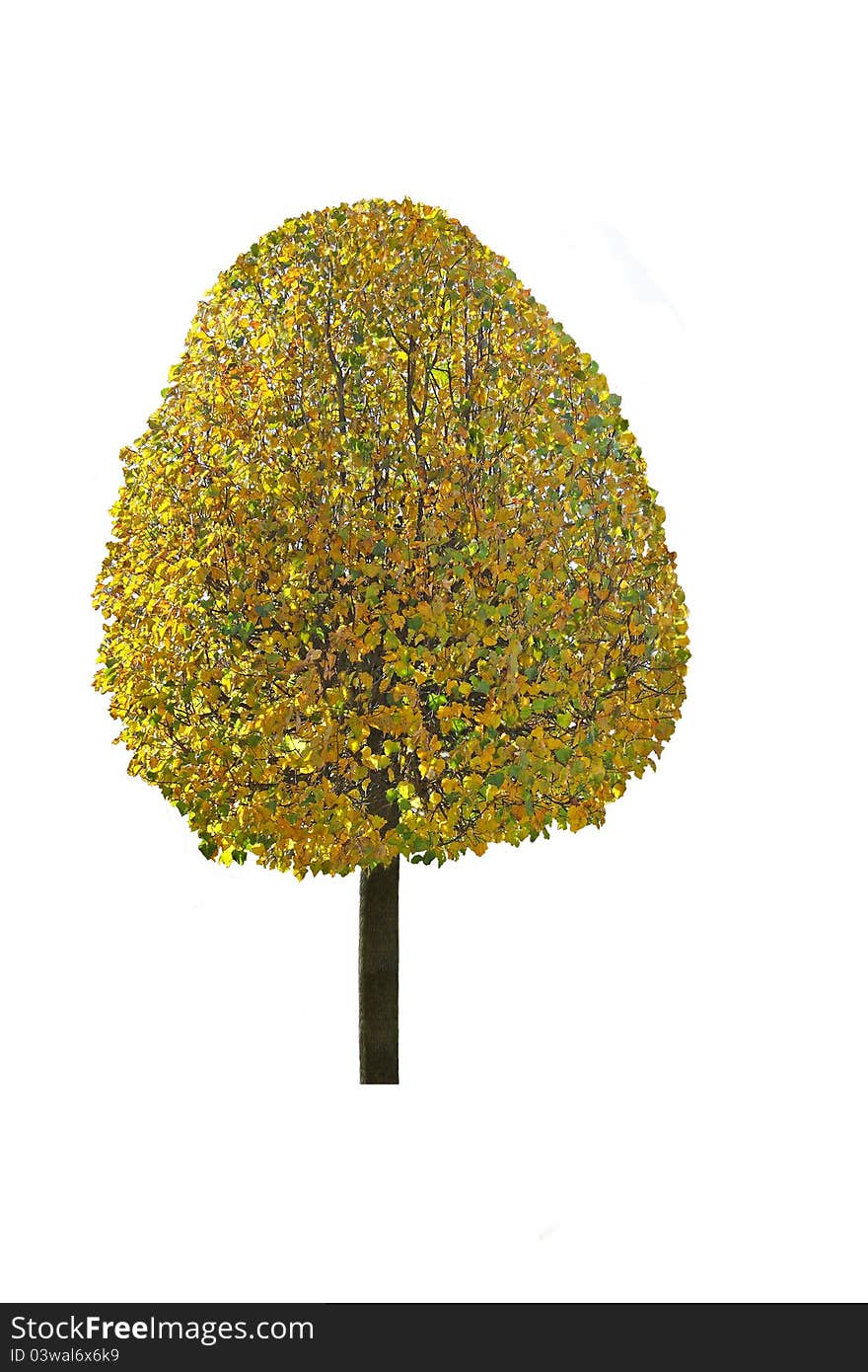 Isolated tree with autumn leaves on white background. Isolated tree with autumn leaves on white background