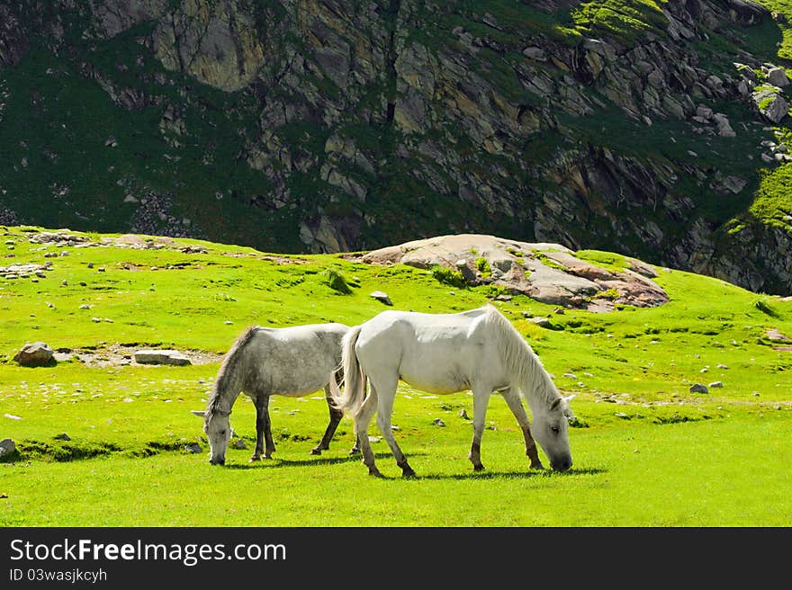 Wild horses in Himalaya mountains