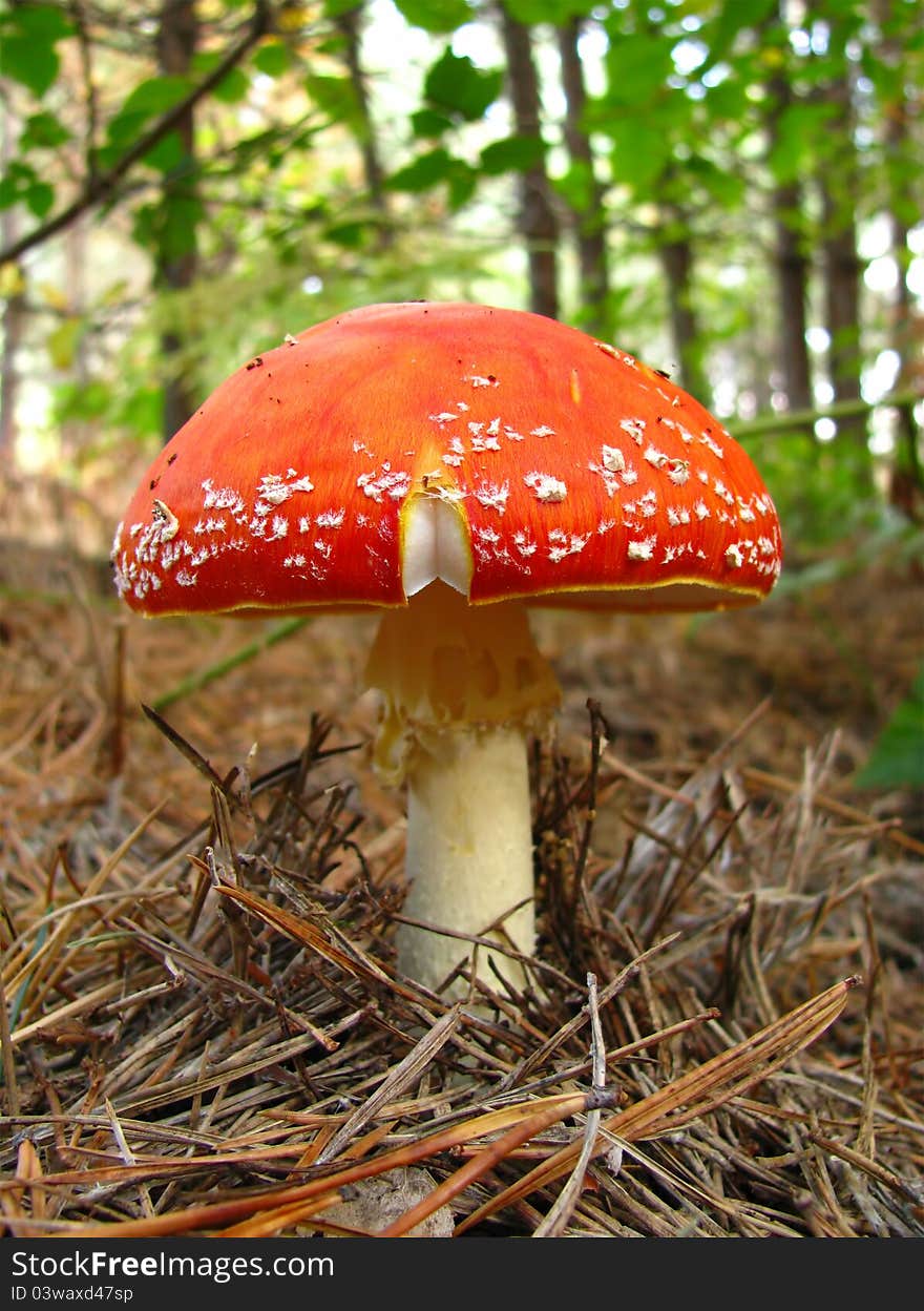 Red fly agaric in wood among needles