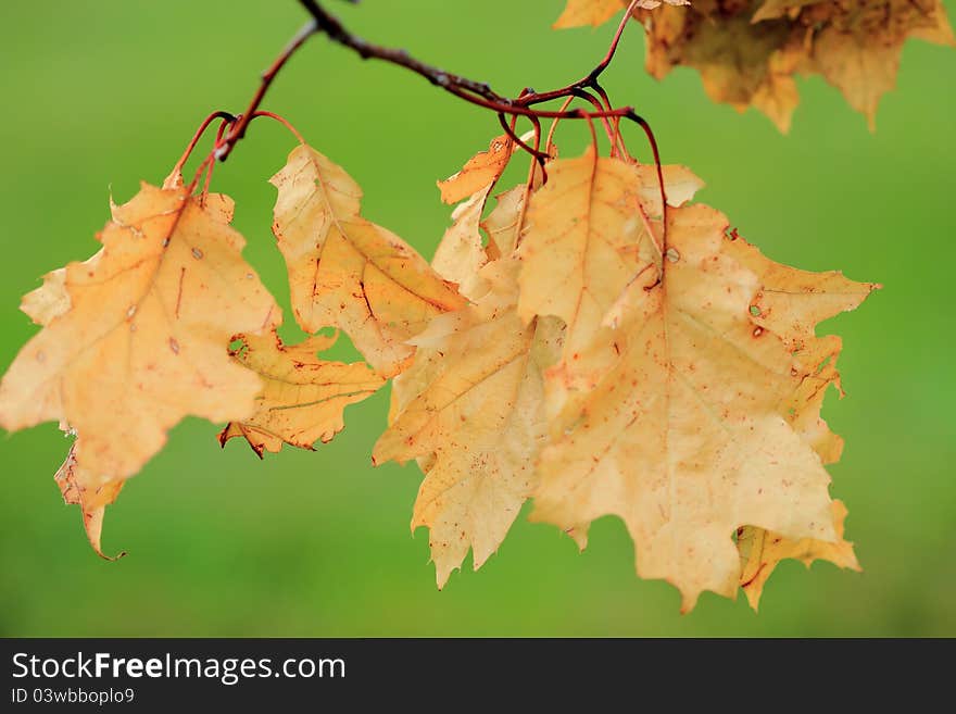 Close up of dried leaves on a blurred green backgroud. Close up of dried leaves on a blurred green backgroud