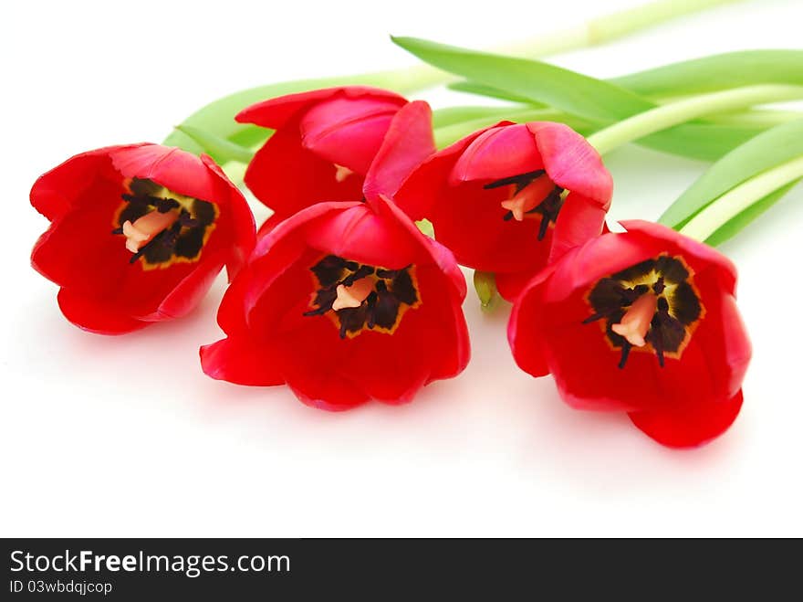 red tulips on white background