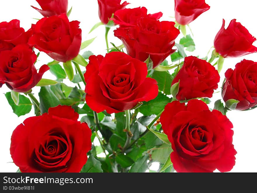 Red roses on white background