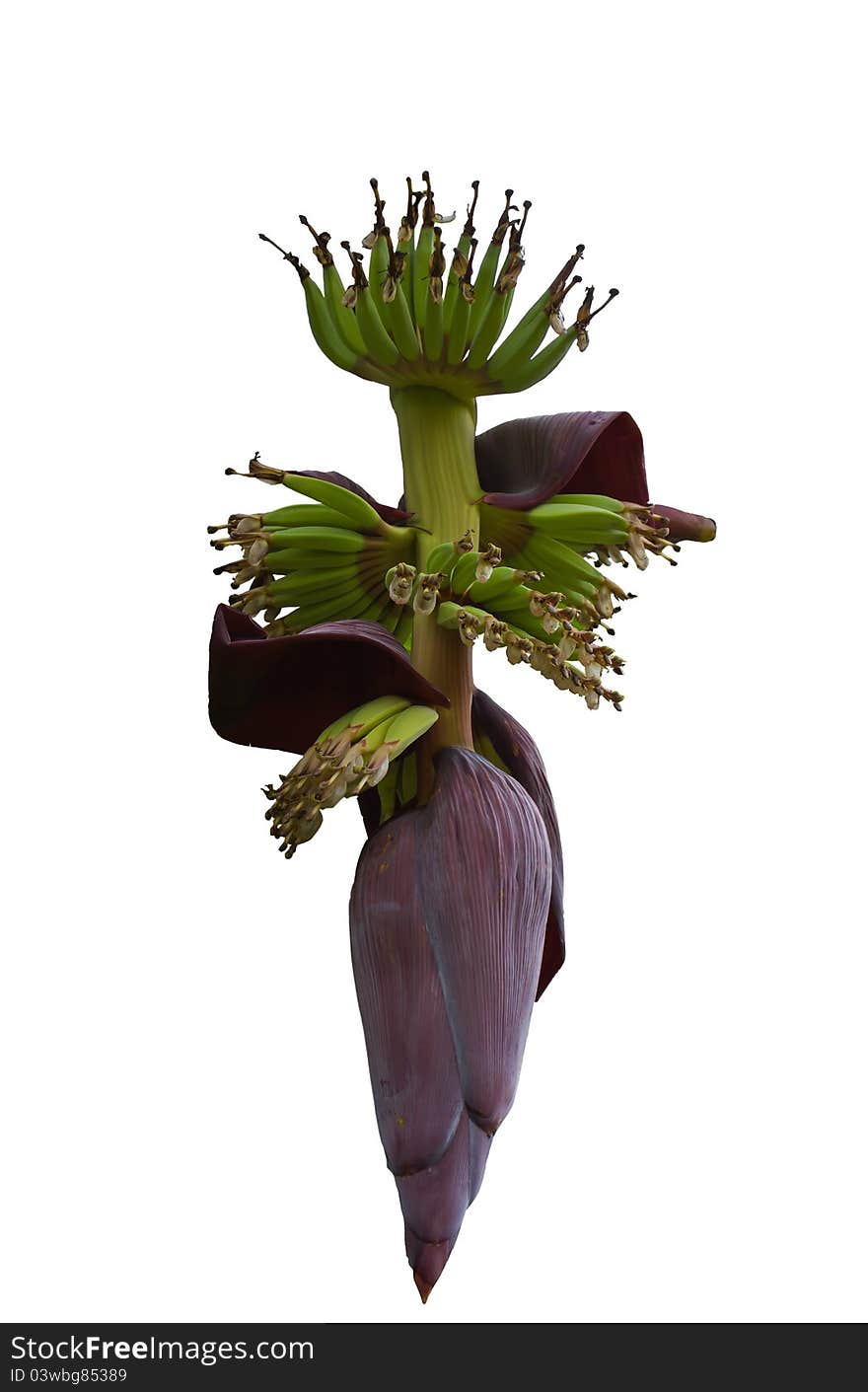 Banana Blossom