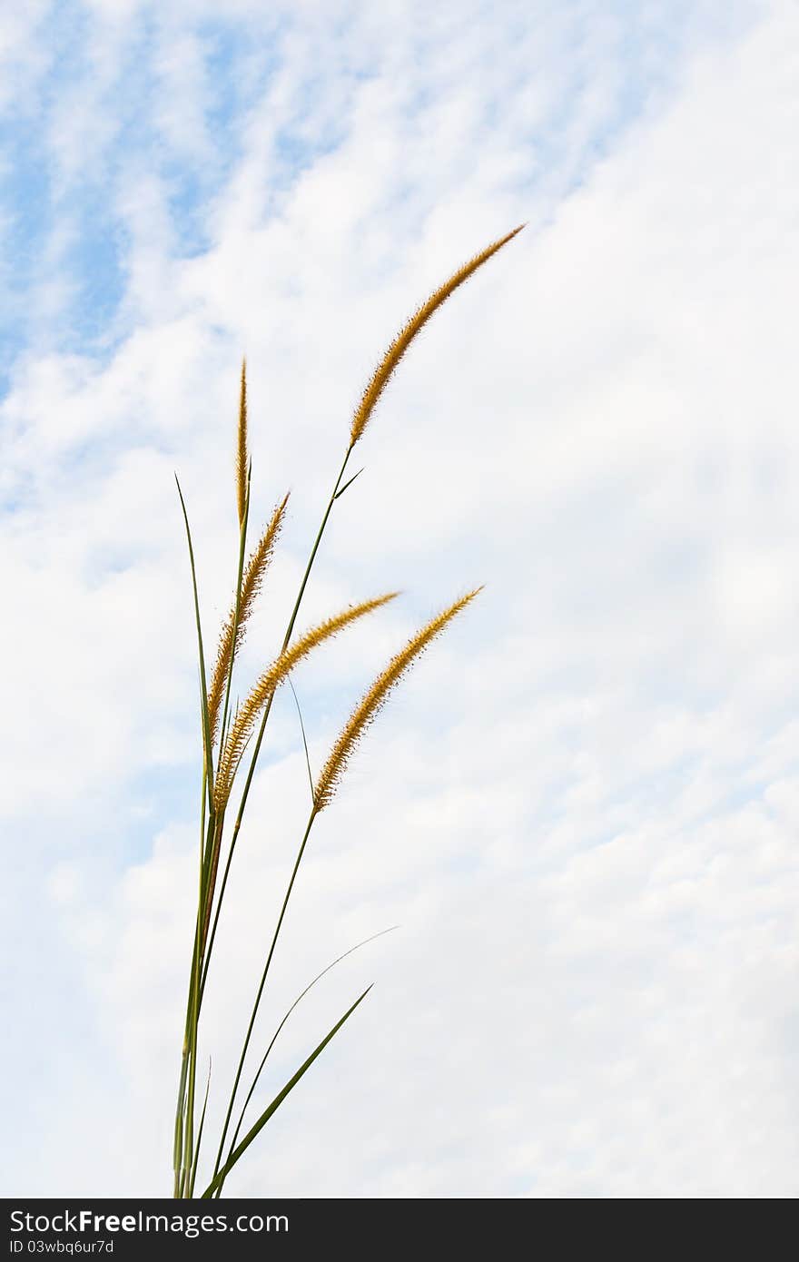 Pampas grass on sky background