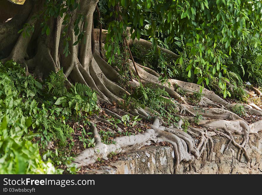 Details of above ground roots of a tree in the park. Details of above ground roots of a tree in the park.