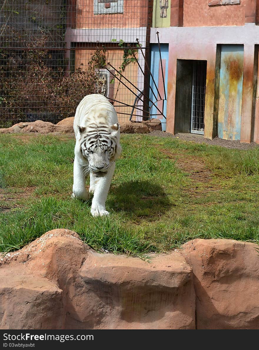 White tiger in jungle park