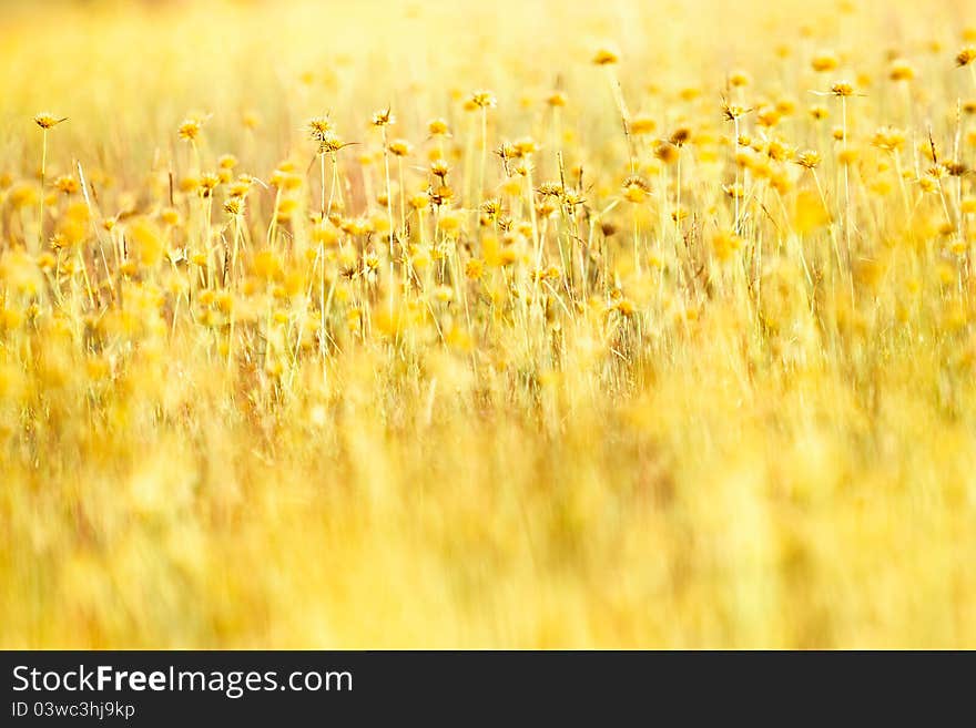 Grass with small yellow flower in sunlight. Grass with small yellow flower in sunlight