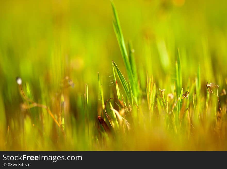 Grass with heavy green background in sunlight