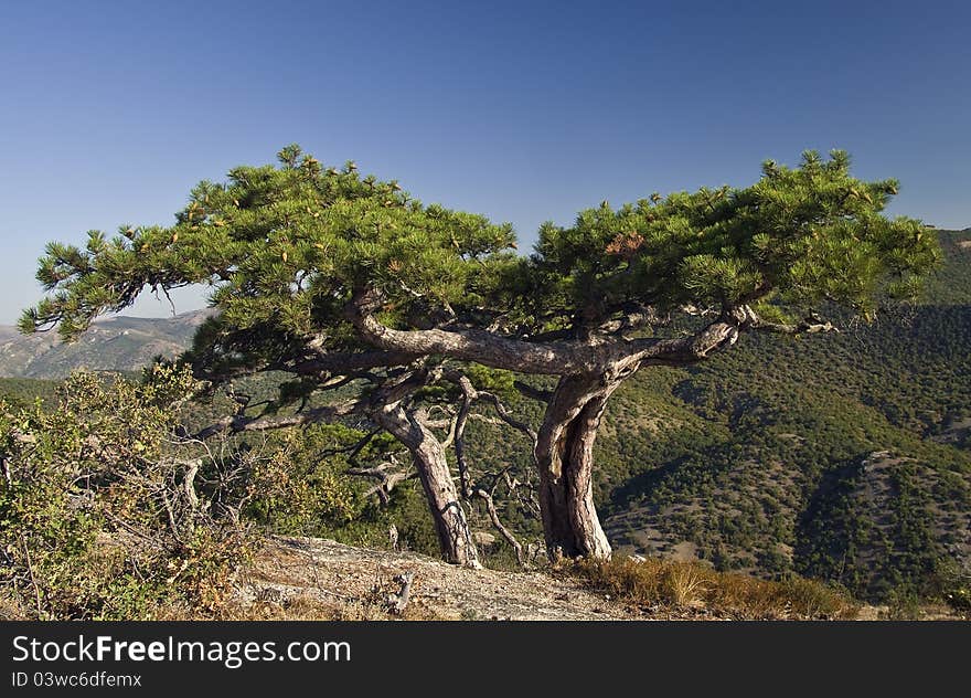 Pine in the Crimean mountains. Pine in the Crimean mountains.