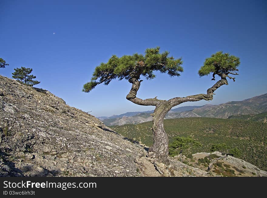 Pine in the Crimean mountains. Pine in the Crimean mountains.