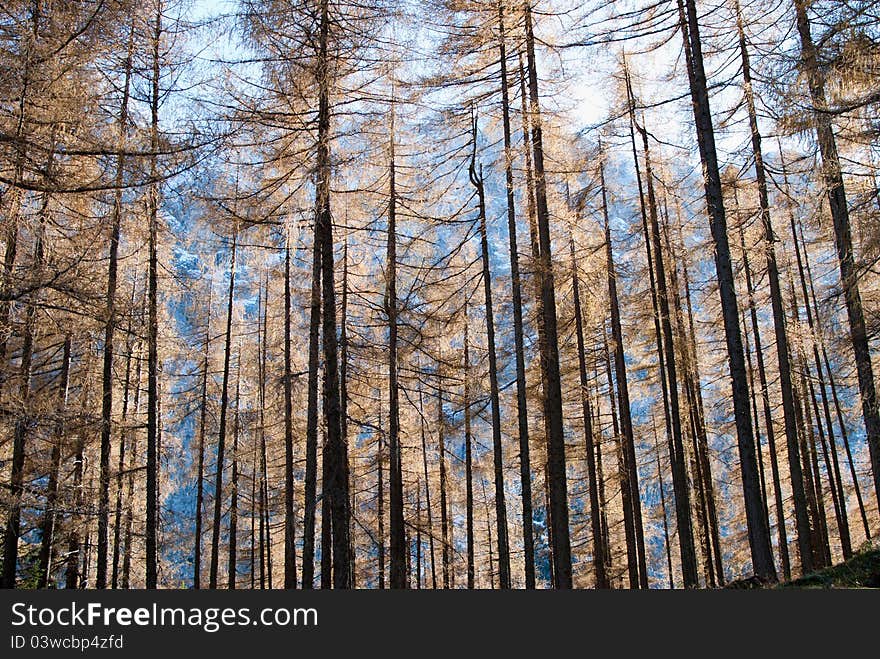 Typical alp wood in Slovenia. Typical alp wood in Slovenia.