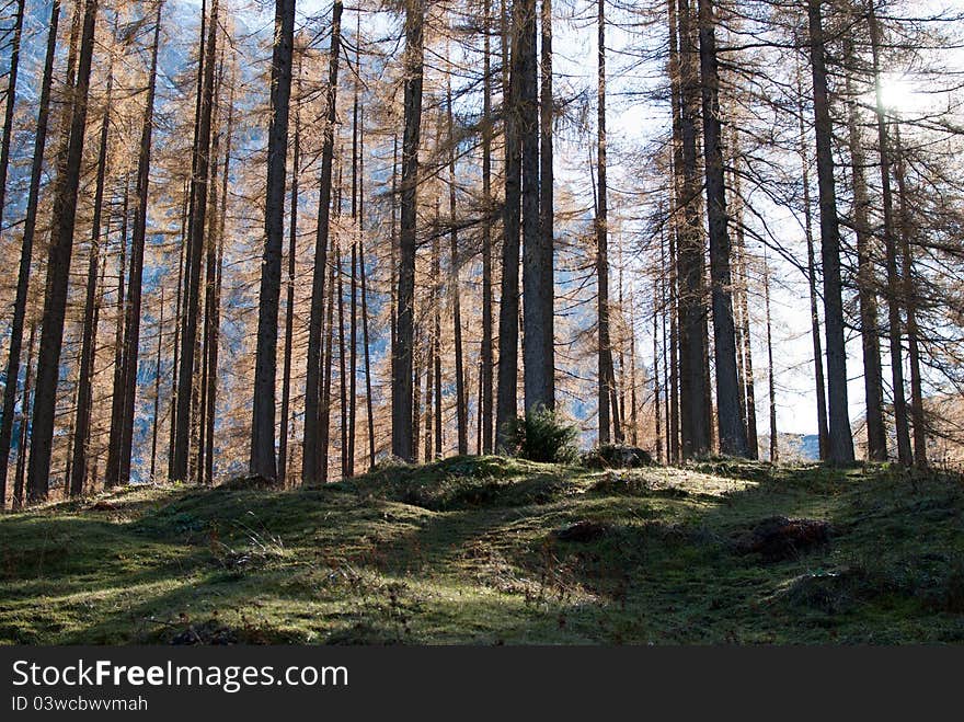 Typical alp wood in Slovenia. Typical alp wood in Slovenia.