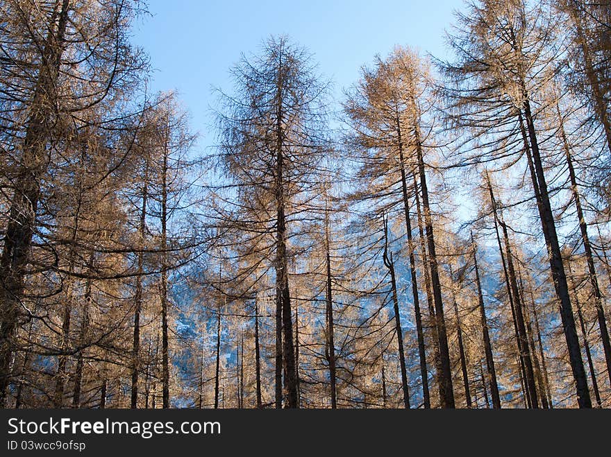 Typical alp wood in Slovenia. Typical alp wood in Slovenia.